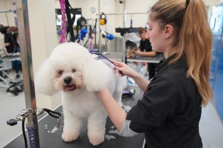 White fluffy dog being groomed on table by student training in dog grooming at Capel Mnaor College