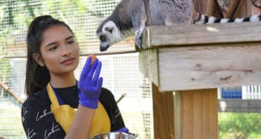 Courses in Animal Care