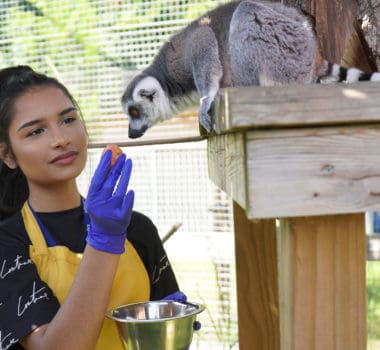 Courses in Animal Care