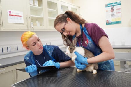 Students caring for rabbit