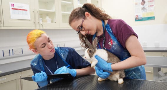 Students caring for rabbit