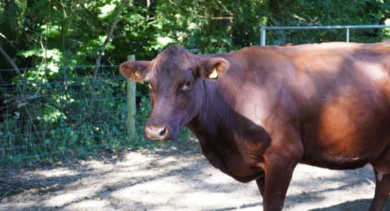Red Poll cow at Forty Hall Farm, Enfield