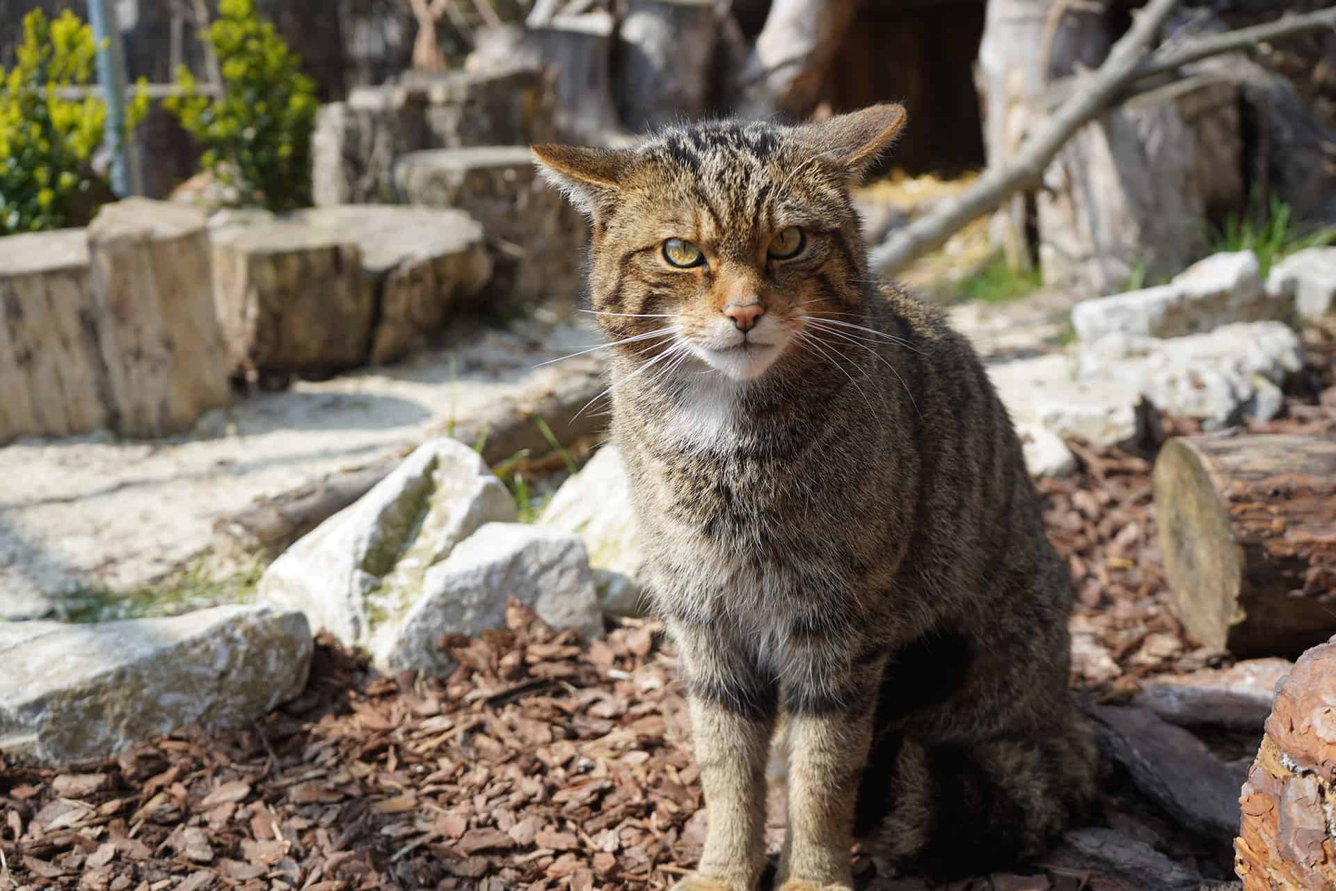 Endangered Species Day: Saving the Scottish Wildcat - Capel Manor College Endangered Species Day: Saving the Scottish Wildcat - Capel Manor College