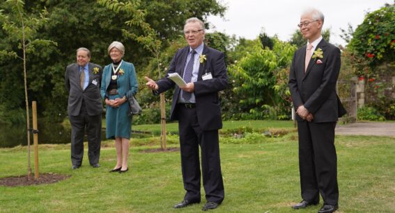 Sakura Cherry Tree Project