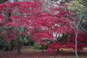 Acer Palmatum 