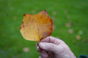 Tulip tree leaves