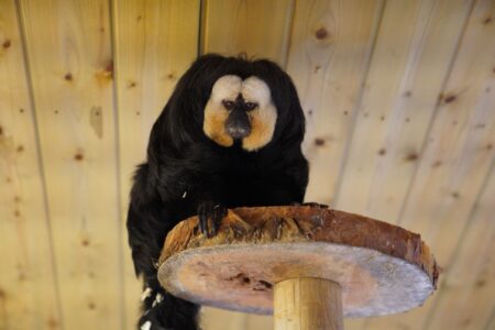 Male Saki Monkey