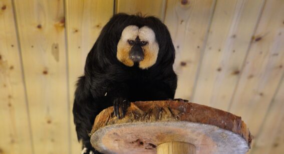 Male Saki Monkey