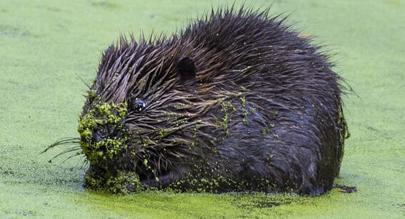 Kit at Forty Hall Farm