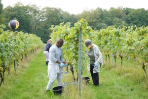 Volunteers harvesting the grapes