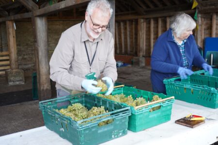 Volunteers sorting through the harvested grapes.