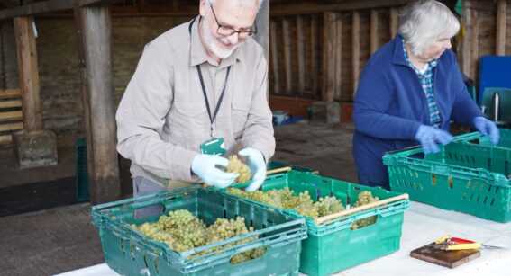 Volunteers sorting through the harvested grapes.