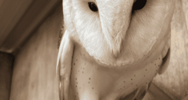 Shiraz_Barn_Owl_Gunnersbury_Park