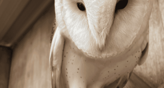 Shiraz_Barn_Owl_Gunnersbury_Park
