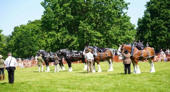 Heavy horse demonstrations at last year’s event