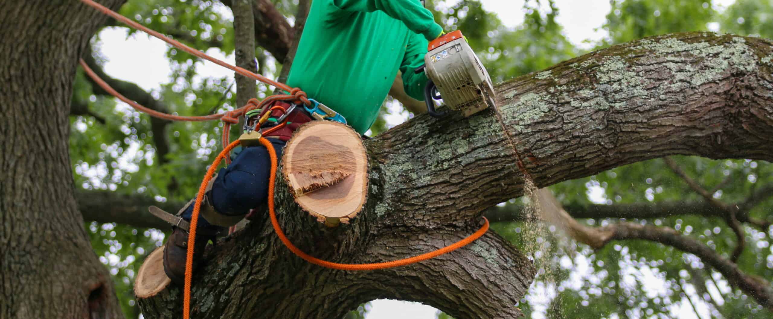Competence in Using a Chainsaw from a Rope and Harness (Level 2 ...