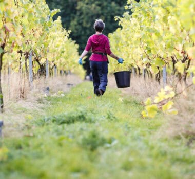 Credit: Miles Willis