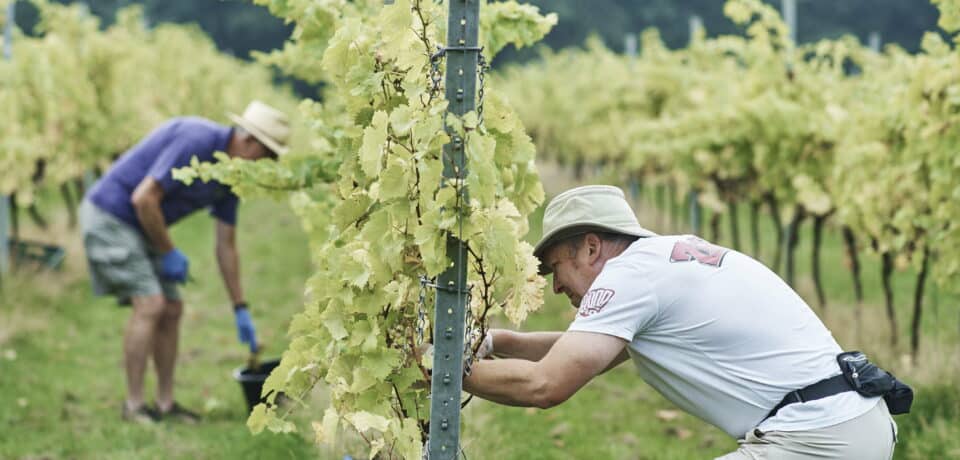 Credit: Pablo Antonli