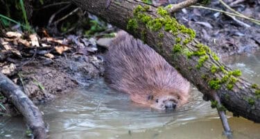 Beaver kits at Capel Manor College and Enfield Beaver Project
