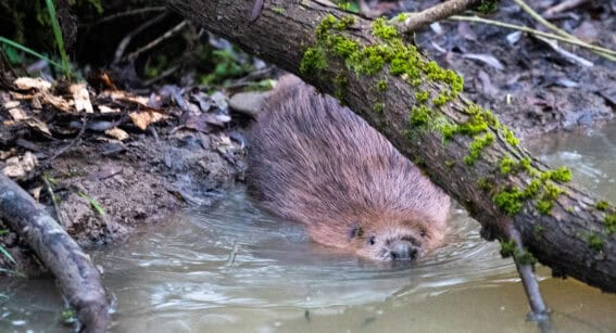 Beaver kits at Capel Manor College and Enfield Beaver Project