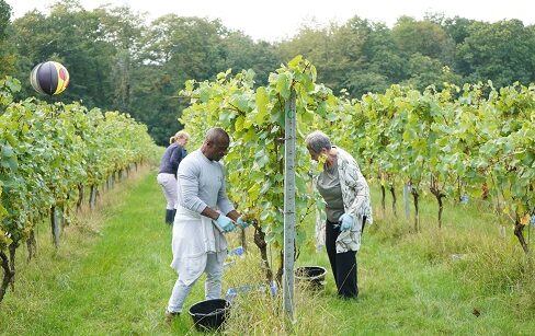 Capel Manor College Viticulture Students Maintain The Vines