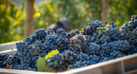 Vineyard grapes collected together after a harvest.