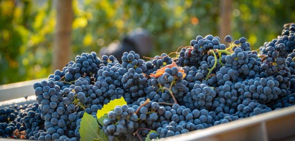 Vineyard grapes collected together after a harvest.