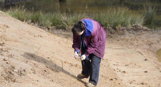 Students and vlounteers plant tree saplings at our Enfield beaver enclosure