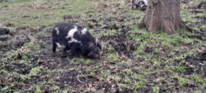 Kunekune pigs grazing at Gunnersbury Park