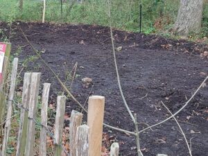 Turned soil thanks to Capel Manor College Kunekune pigs