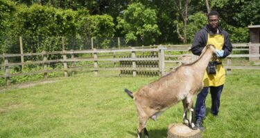 T Level Animal Management Demonstration