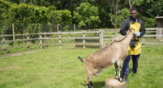 T Level Animal Management Demonstration
