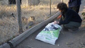 Student helps with wildlife in South Africa