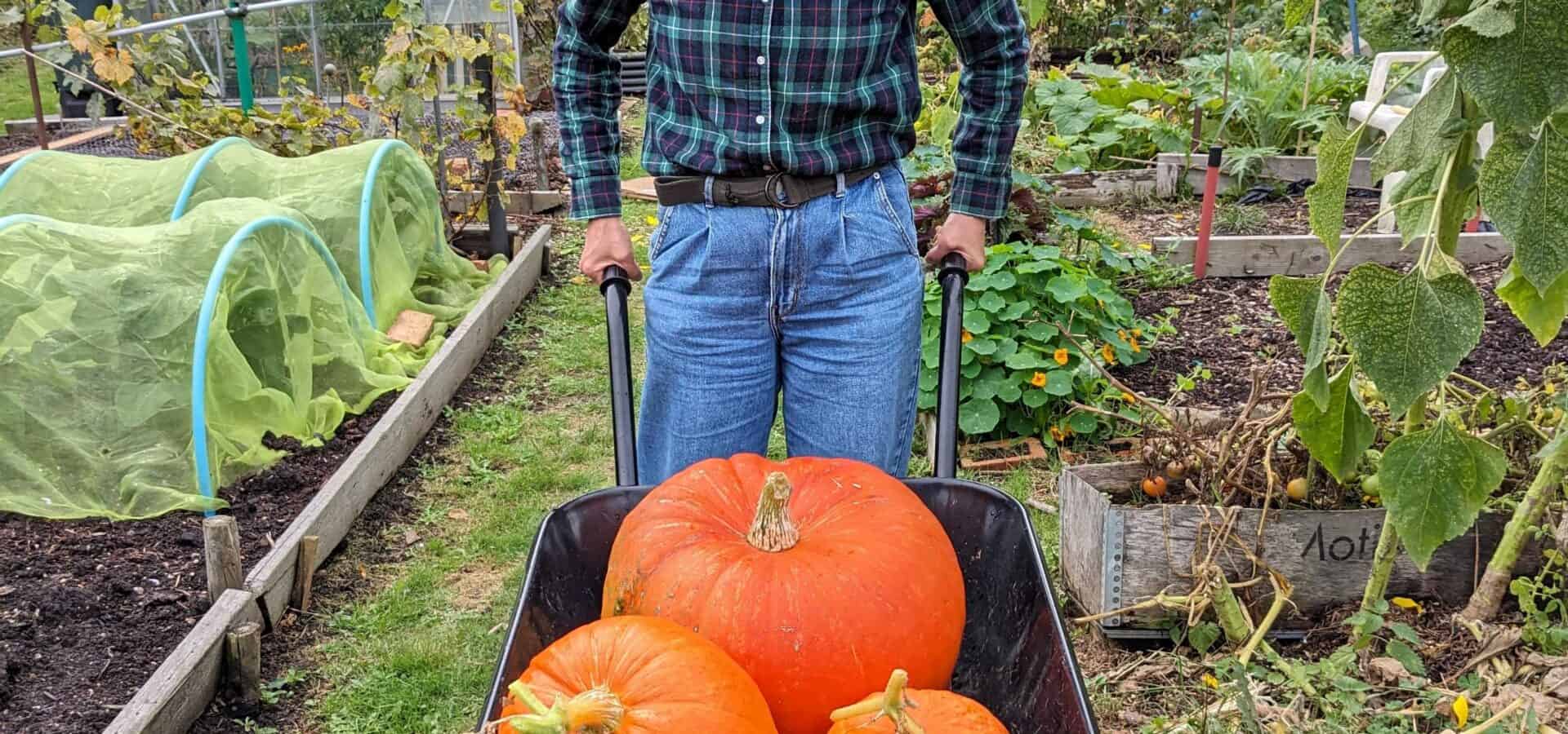 Capel Manor College horticulture and garden design success story student with a wheelbarrow full of pumpkins.