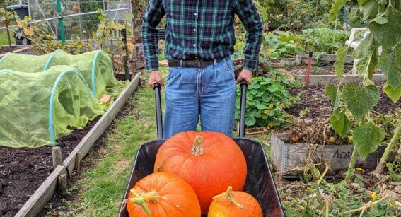 Capel Manor College horticulture and garden design success story student with a wheelbarrow full of pumpkins.