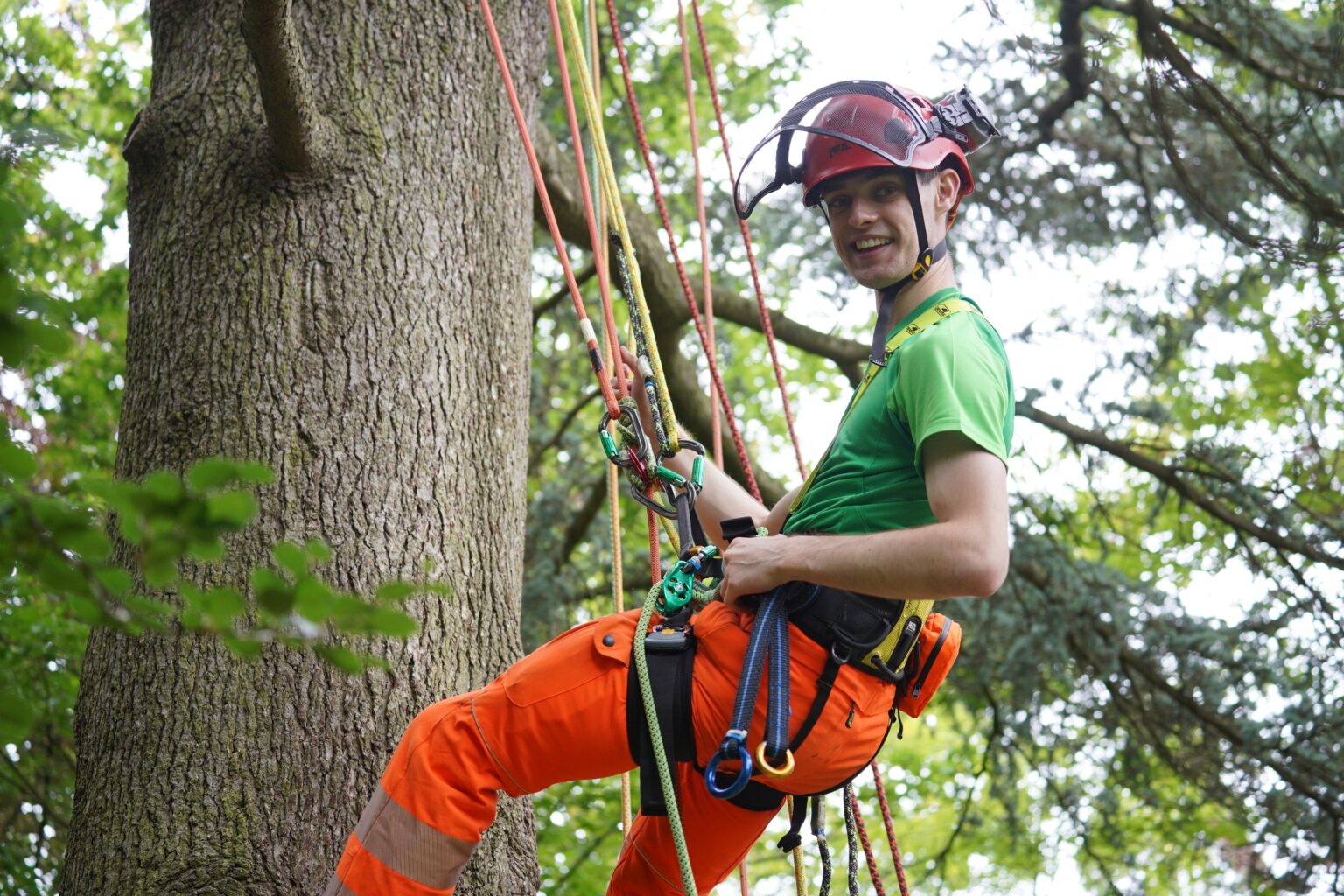 What is arboriculture and why should you study it? - Capel Manor College