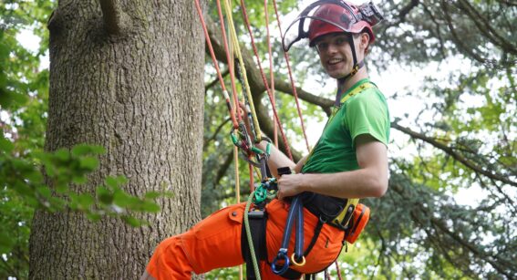 Arboriculture student in a harness attached to a tree.
