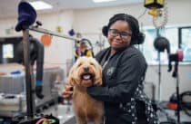 Dog Grooming Student in Dog Grooming Salon with a Dog