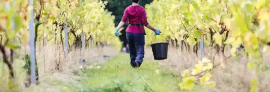 Volunteer carrying bucket at Forty Hall Vineyard.