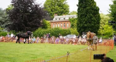 Heavy Horses walking around the show ground as visitors watch.
