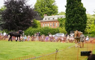 Heavy Horses walking around the show ground as visitors watch.