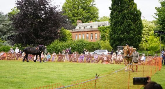 Heavy Horses walking around the show ground as visitors watch.