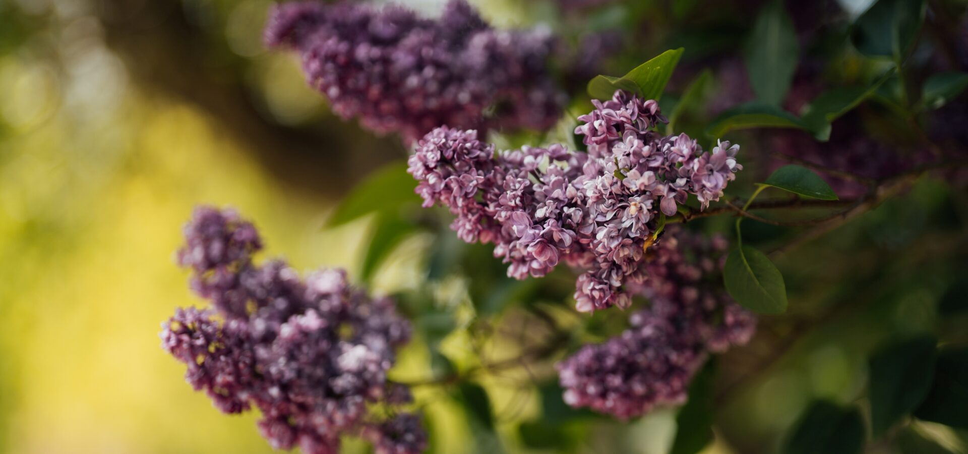 Lilacs in bloom at Capel Manor College's Enfield Campus