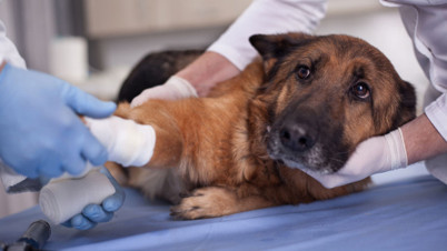 Canine first aid course at Capel Manor College — dog CPR and emergency care training.
