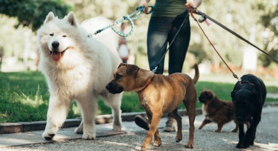 Four dogs of different breeds and sizes being walked on leads in a park.