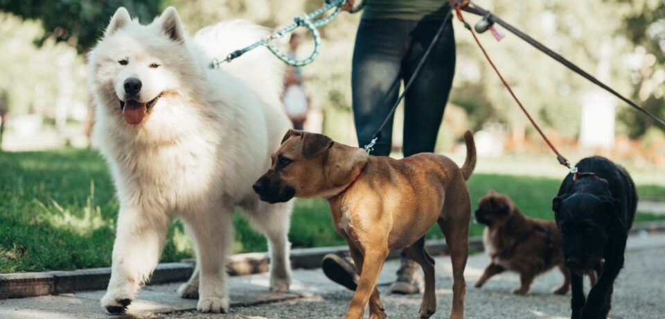 Four dogs of different breeds and sizes being walked on leads in a park.