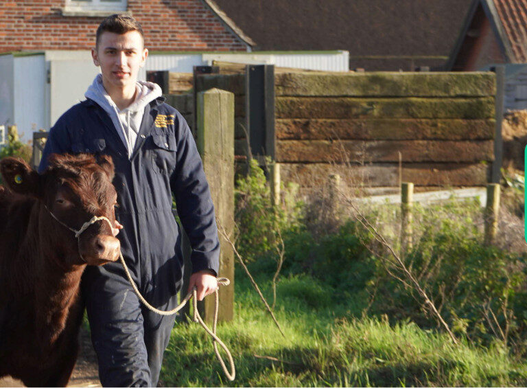 Agriculture student at Capel Manor College leading a Red Poll cow along a path.