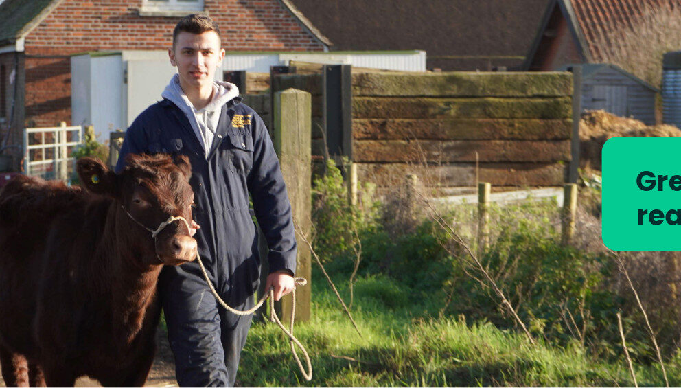 Agriculture student at Capel Manor College leading a Red Poll cow along a path.