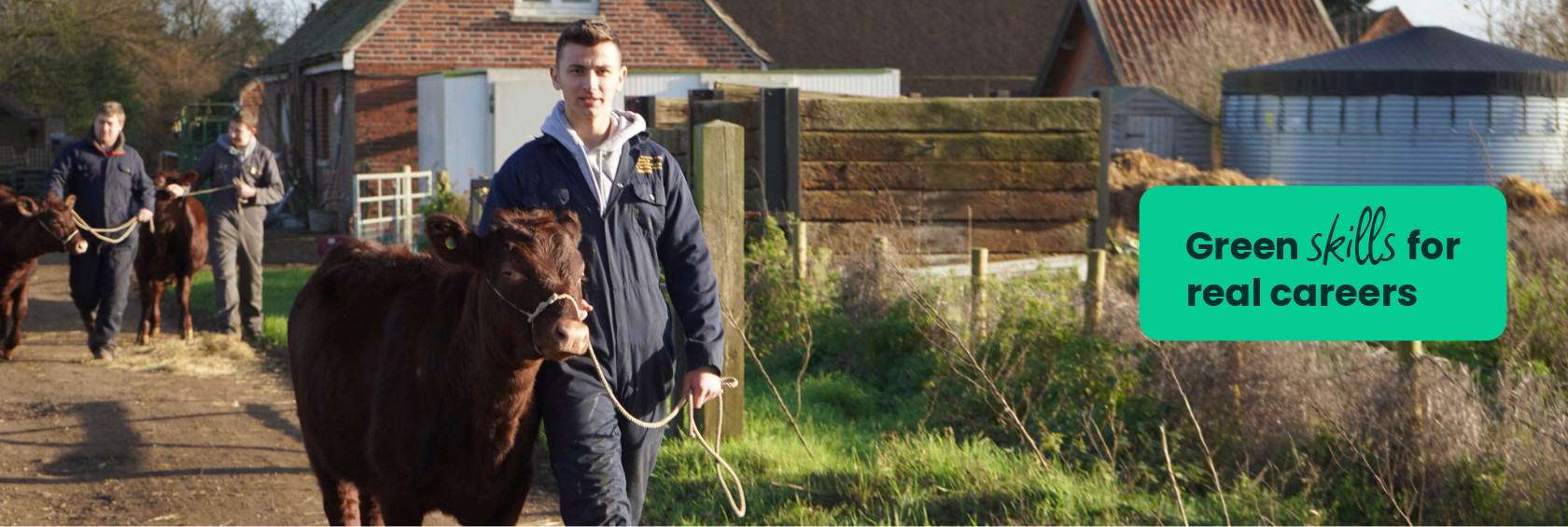 Agriculture student at Capel Manor College leading a Red Poll cow along a path.