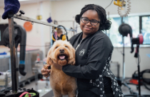 Dog grooming student at Capel Manor College with a dog in the on-site dog grooming salon.